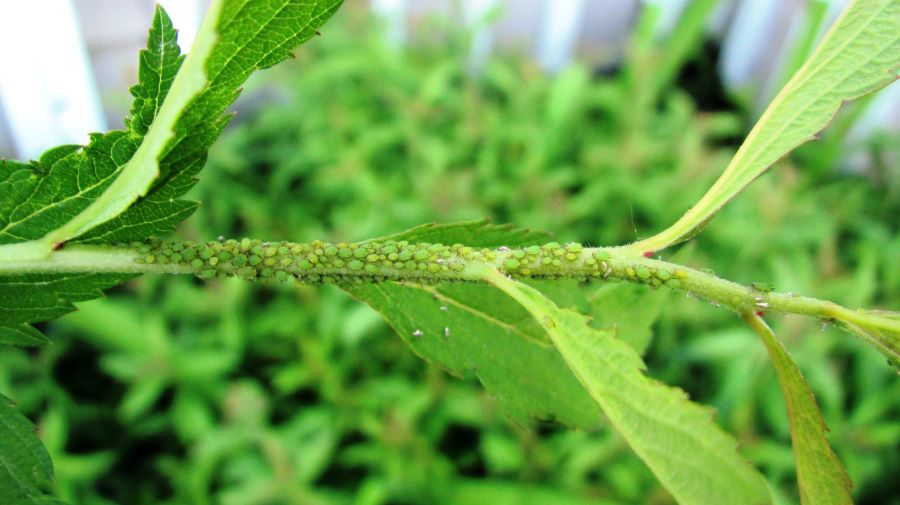 aphid colony close up
